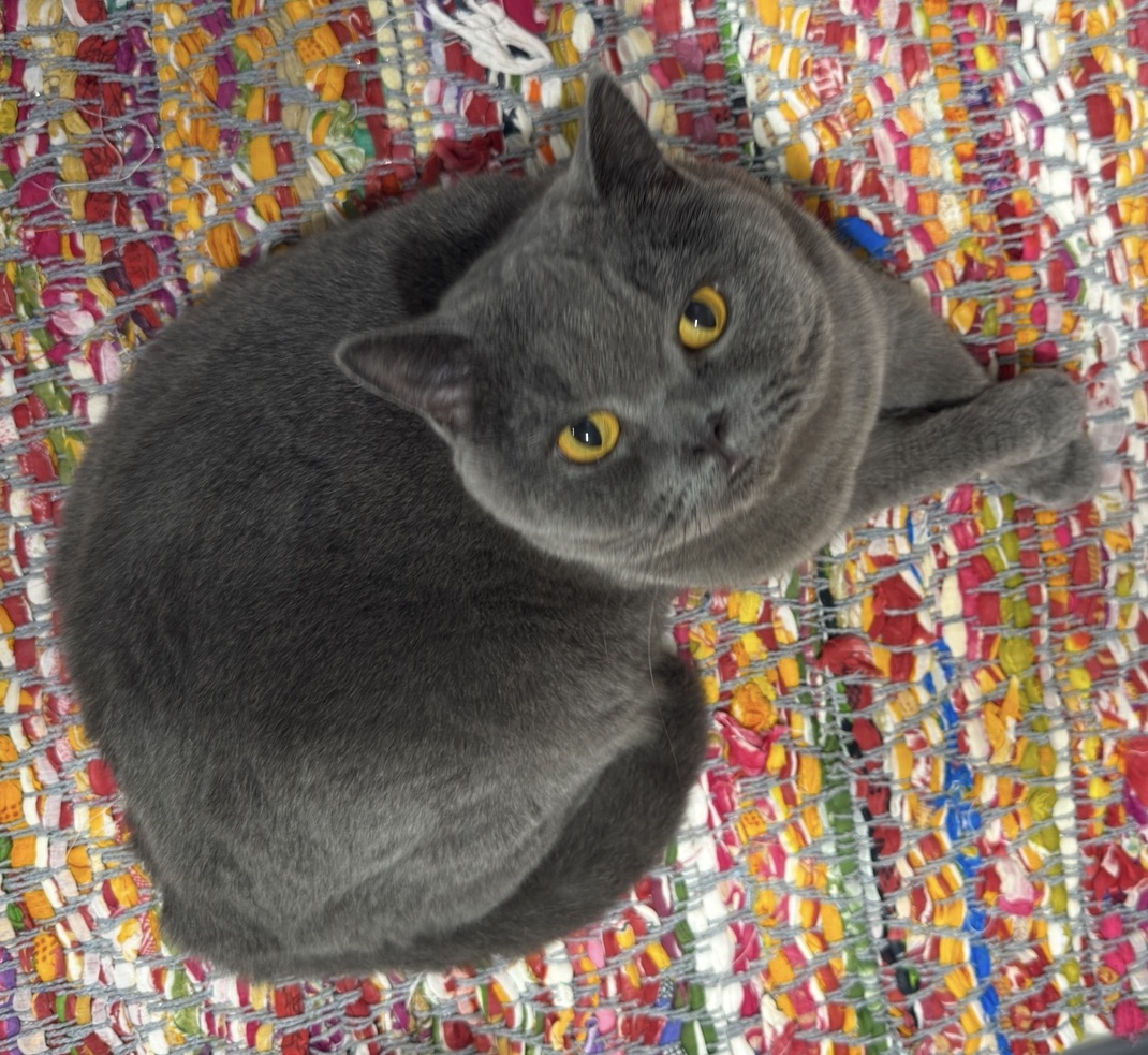 Online therapy for adults – Midge the grey cat breathing illustration